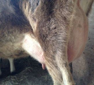 Miniature Jerseys udder before milking or feeding her calf