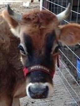 Buttermilk Jersey milk cow with horns and custom halter