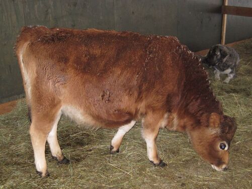 Picture Mini Jersey Cow for Sale, Purebred Mini Jersey heifer, Northwest Homestead