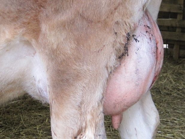 Midsize Jersey fresh udder after calving with a heifer for sale in Idaho