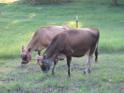 two tan and brown Miniature Jersey cows grazing in Idaho on North Woods Homestead
