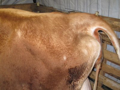 Miniature Jersey in Idaho and dairy cow breeds
