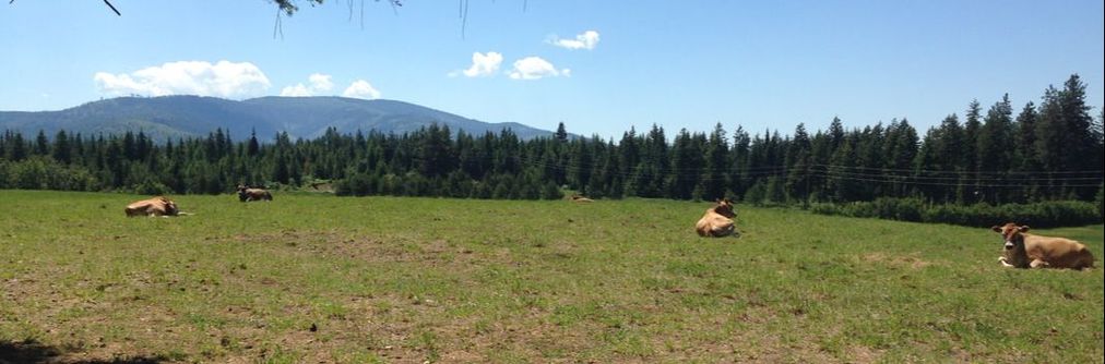 Pure Bred Mini Jersey Cows by North Woods Homestead, Idaho