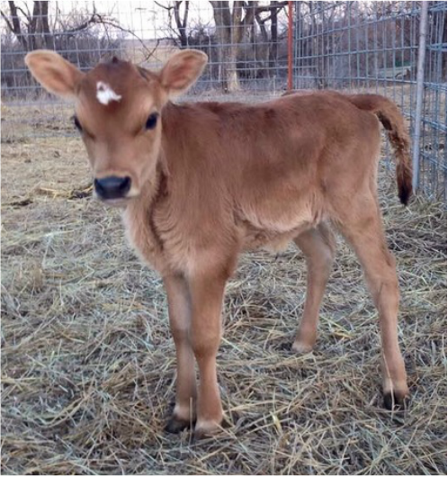 registered Polled Mini Jersey heifer tiny perfect newborn calf 