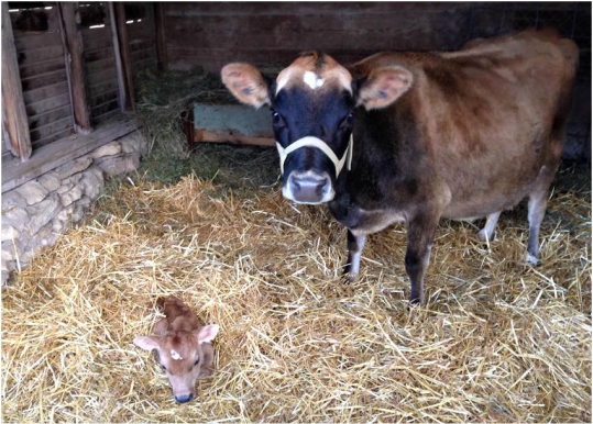 Baby dairy milk cows calved in the barn in KS in straw