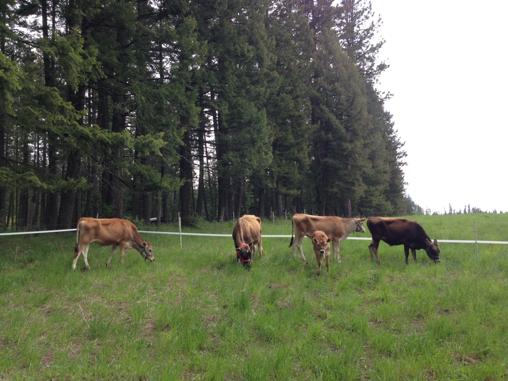 Grazing Mini and Midsize Polled A2/A2 registered Jersey dairy herd of family milk cows