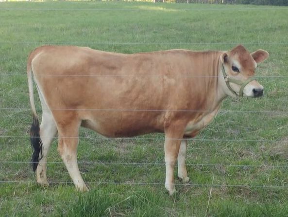 Purebred Midsize Jersey heifer calf bred by North Woods Homestead in Idaho, NWHomestead.com