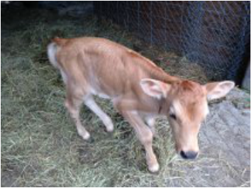 Ruby Midsize Jersey heifer as a calf in the homesteading barn  