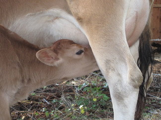 Dairy cow for sale A2/A2 Beta Casein and FAQs about milk cows