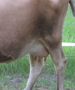 Jersey milk cow udder with good teats for hand milking