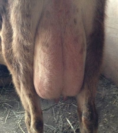 3 weeks fresh cow before milking Raw Milk or nursing her heifer