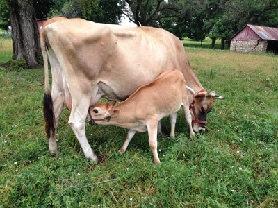 Mini Jersey calves for sale is nursing in the grass pasture