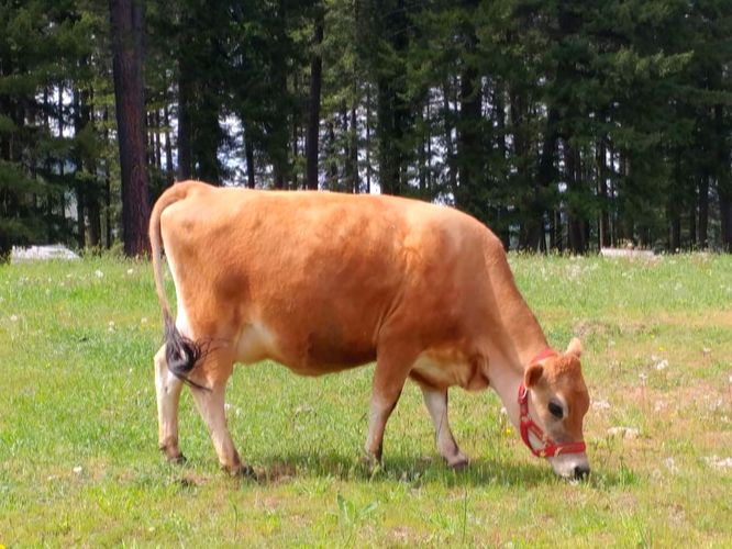 Mini Jersey Cow for Sale Purebred 