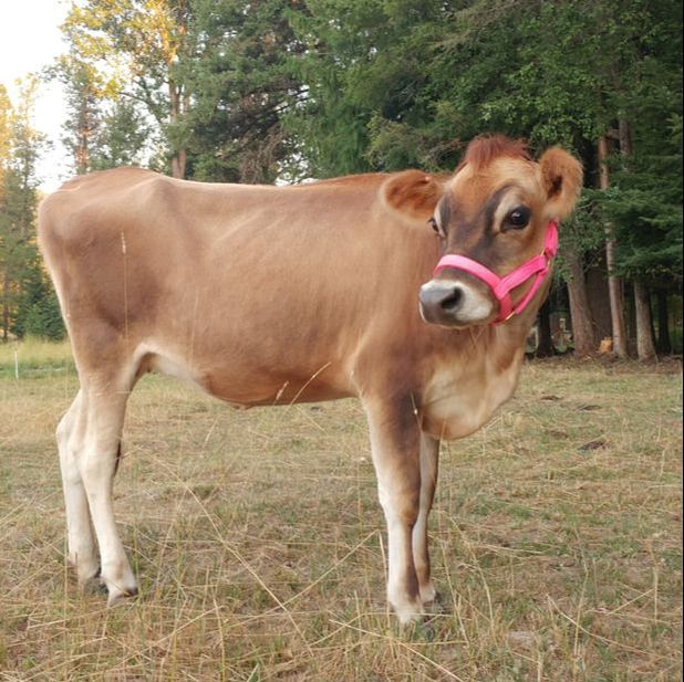 AJCA registered Midsize A2/A2 Kloppe Formidable Jersey bred to Dino on North Woods Homestead