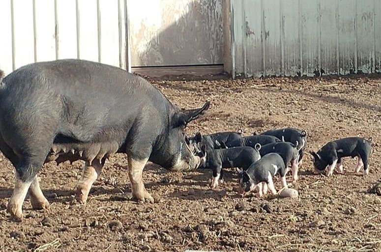 Homestead piglets raising heritage pork like North Woods Homestead