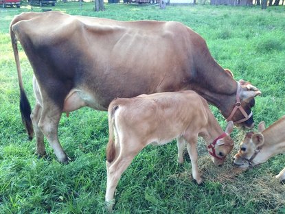 Midsize Jersey Udder during first lactation after calving heifer on North Woods Homestead