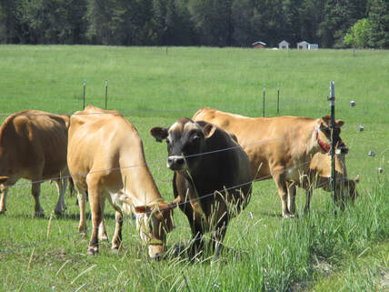 A2/A2 Purebred Mini Jersey dairy family milk cows at North Woods Homestead, Purebred Mini Jersey Society, Polled Bulls.