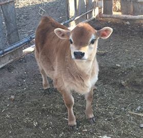 Little Mini Jersey bull calf sired by Alpha, out of Buttercup