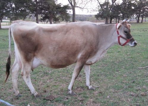 Bred Jersey cow Buttermilk with great udder for hand milking