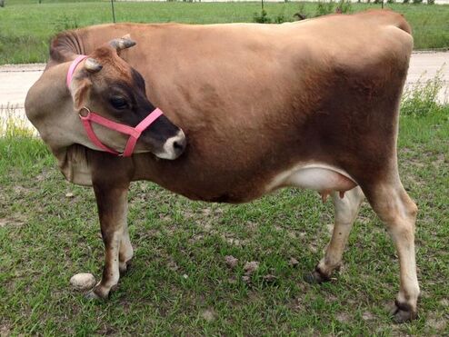 Bred Jersey Naramel has a near perfect udder for dairy hand milking