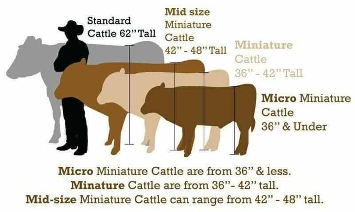 Mini Jersey Miniature Cattle height chart for measurements of milk cows and Scottish Highlands