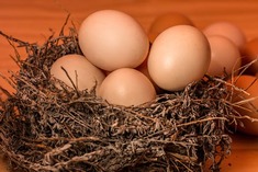 Farm fresh eggs at North Woods Homestead