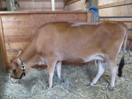 Picture A2/A2 Purebred Mini Jersey dairy cattle for families, NWHomestead.com,