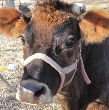 Midsize Jersey family milk cow not Polled with horns