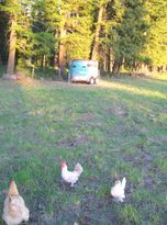 Free Ranging chicken flock on North Woods Homestead