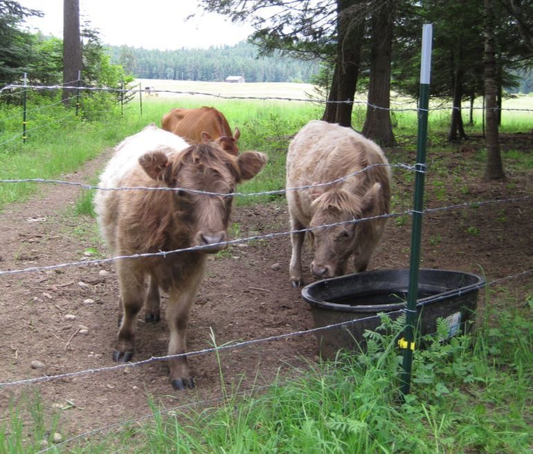 Mini Polled Scottish Highland cattle on pasture with Miniature Jerseys