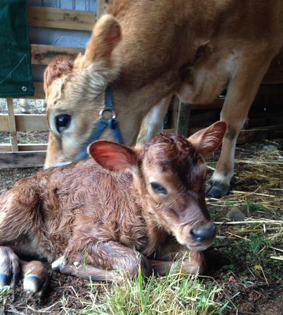 AJCA registered pure bred Jersey milk cow Betsy with newborn heifer calf Brook