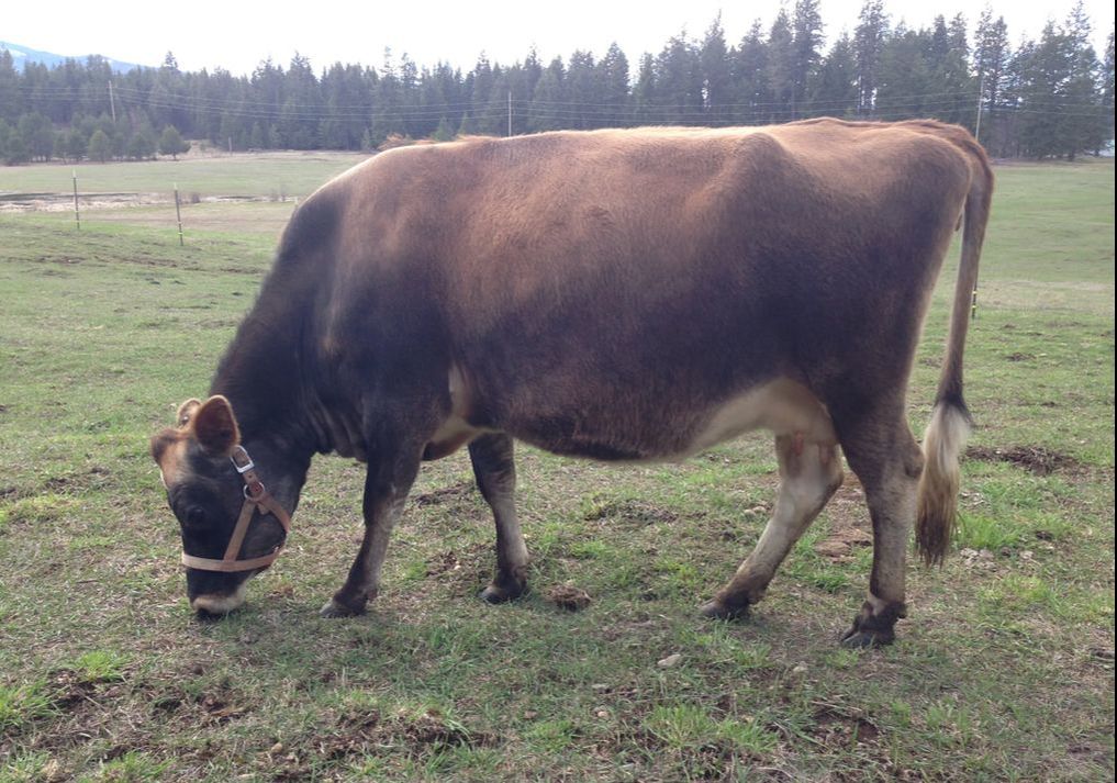 Pregnant Mini Jersey milk cow Buttercup grazing at North Woods Homestead