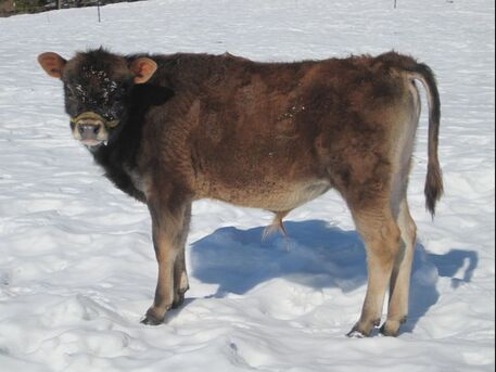 Picture A2/A2 Purebred Mini Jersey dairy cows & bulls for families from North Woods Homestead, Priest River, Idaho, NWHomestead.com