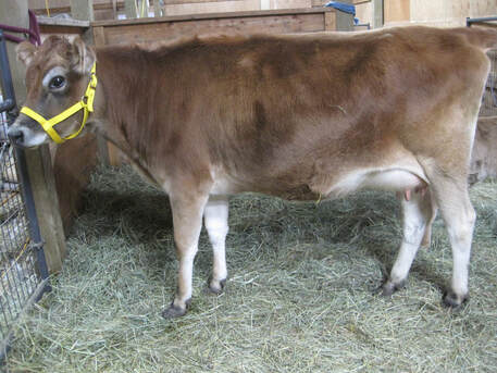 Picture A2/A2 Mini Jersey BBR100 PMJS Purebred Mini Jersey Society milk dairy cow