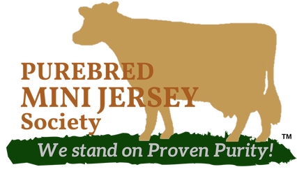 Purebred Mini Jersey Society Miniature dairy cow Herd Book Registry