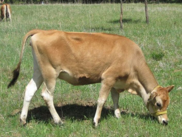 Picture A2/A2 Mini Jersey Cow for Sale , Purebred Mini Jersey heifer for sale