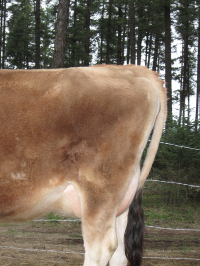 When is my cow due?  How do I know when my cow is going to calve?
