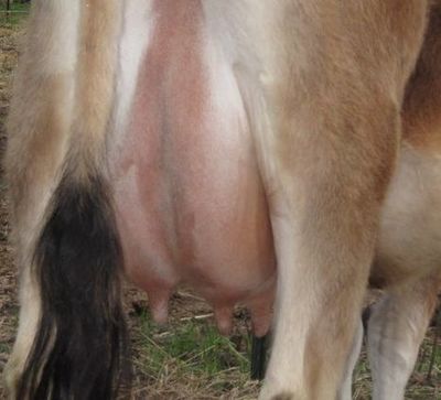 Udder of a bred heifer milk cow on North Woods Homestead