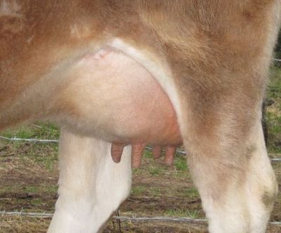 Pregnant bred Jersey heifer udder for raw milk