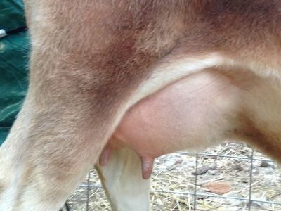 Mini Jersey pregnant heifer udder on her due date