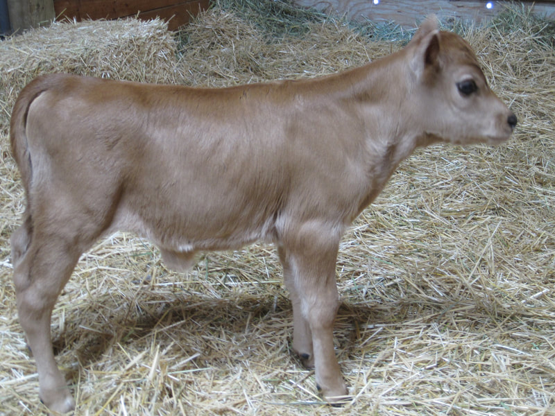 A2/A2 Mini Jersey Cows for sale, A2/A2 Purebred Mini Jersey dairy family milk cows at North Woods Homestead, Purebred Mini Jersey Society, Polled Bulls.