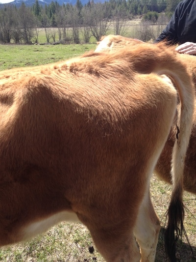 Mini Jersey cow for sale