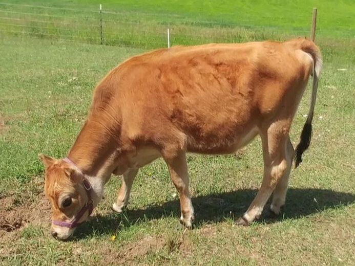 A2/A2 Polled PMJS Purebred Mini Jersey heifer bull calf, milk cows at North Woods Homestead in Idaho, USA, NWHomestead.com