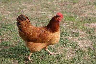 Hens and roosters from the Livestock Conservancy and hatching eggs