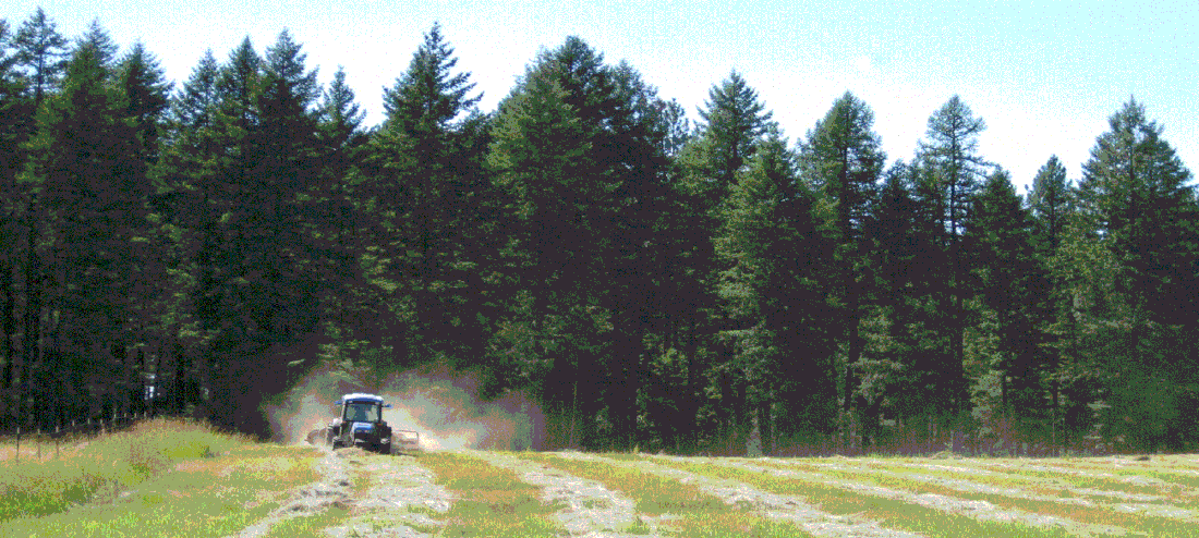Making hay harvesting the North Woods Homestead to feed Polled A2/A2 Mini Jerseys