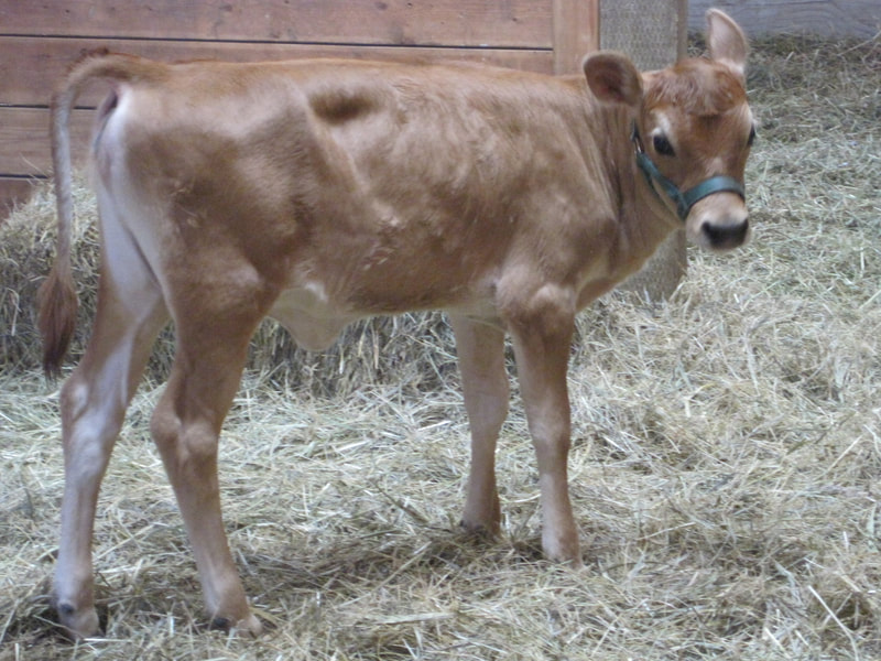 A2/A2 Polled PMJS Purebred Mini Jersey heifer bull calf, milk cows at North Woods Homestead in Idaho, USA, NWHomestead.com