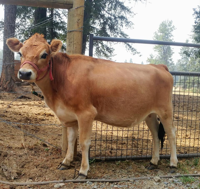 Purebred Mini Jersey heifer calf bred by North Woods Homestead in Idaho, NWHomestead.com