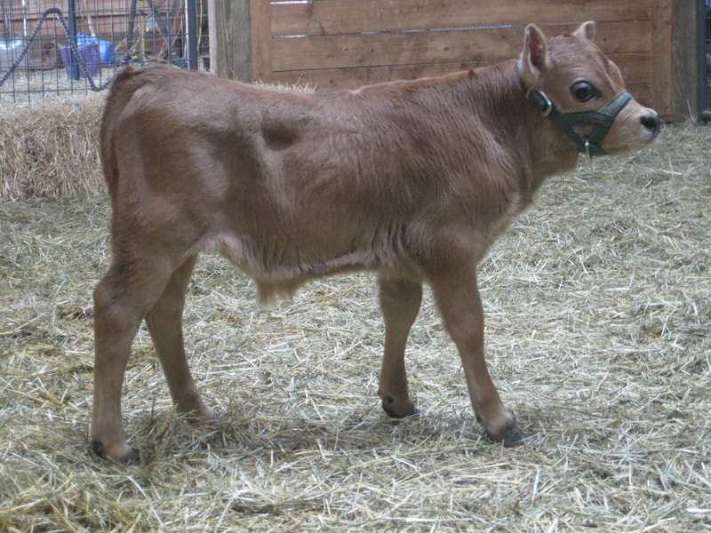 A2/A2 Mini Jersey cows for sale, A2/A2 Purebred Mini Jersey dairy family milk cows at North Woods Homestead, Purebred Mini Jersey Society, Polled Bulls, A2/A2 Miniature Jersey bulls for AI, homozygous polled, North Woods Homestead Miniature Jerseys