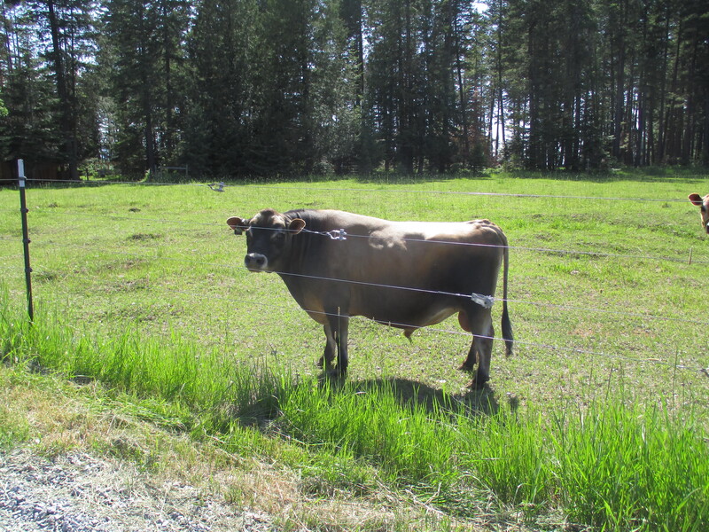 A2/A2 Mini Jersey cows for sale, Homozygous Polled PP - Purebred Mini Jersey dairy cow bull calf, NW Vanguard, at North Woods Homestead, Idaho, USA, NWHomestead.com PMJS Purebred Mini Jersey Society, North Woods Homestead,  Mini Jersey Junkies