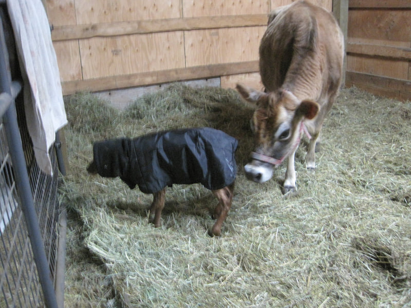 A2/A2 Mini Jersey cows for sale, A2/A2 Purebred Mini Jersey dairy family milk cows at North Woods Homestead, Purebred Mini Jersey Society, Polled Bulls.